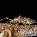 Long-horned beetle