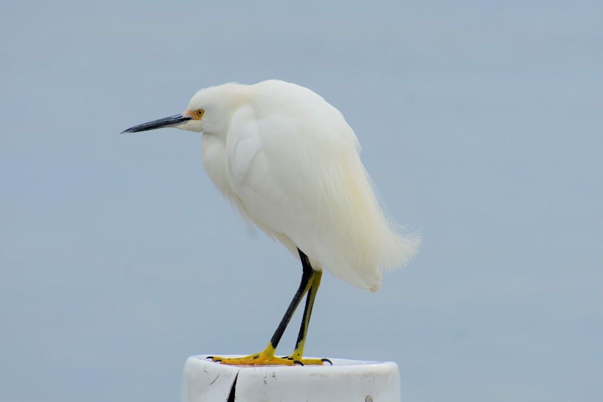 Snowy egret