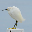 Snowy egret