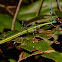 Stick Insect, Phasmid - Female