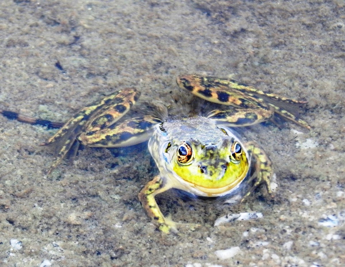 Mink Frog