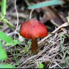 Witch's Hat Mushroom