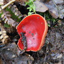 Scarlet Elfcup