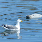 Pacific Harbor seal playing with gulls