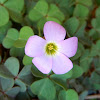 Violet Wood Sorrel