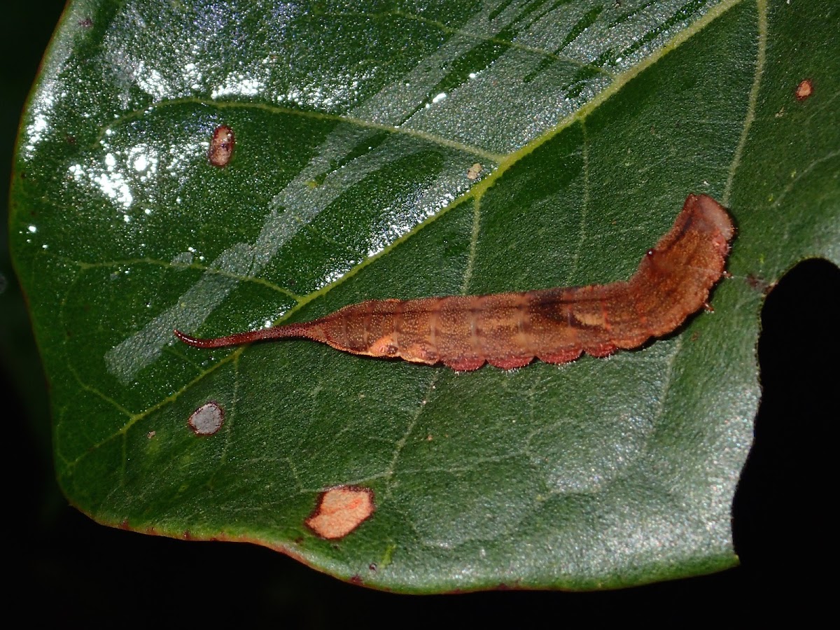 Hook Tip Moth Caterpillar