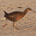 King rail