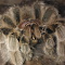 Item logo image for Grammostola north Tarantula 2