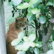 cheela 小屋咖啡館