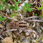 Tarantula wolf spider