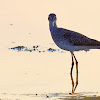 Maçarico-solitário (Solitary Sandpiper)