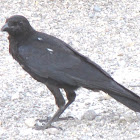 Carrion crow