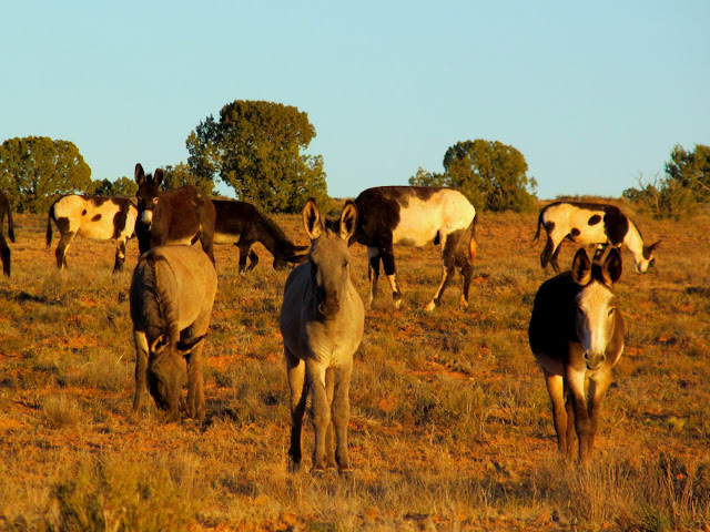 Wild burros