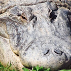 American Alligator