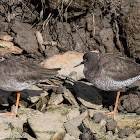 Redshank