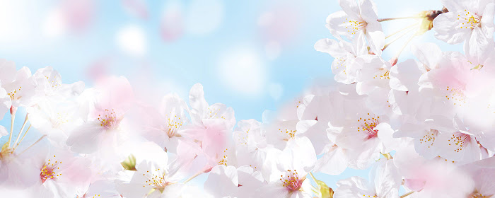Beautiful cherry landscape marquee promo image
