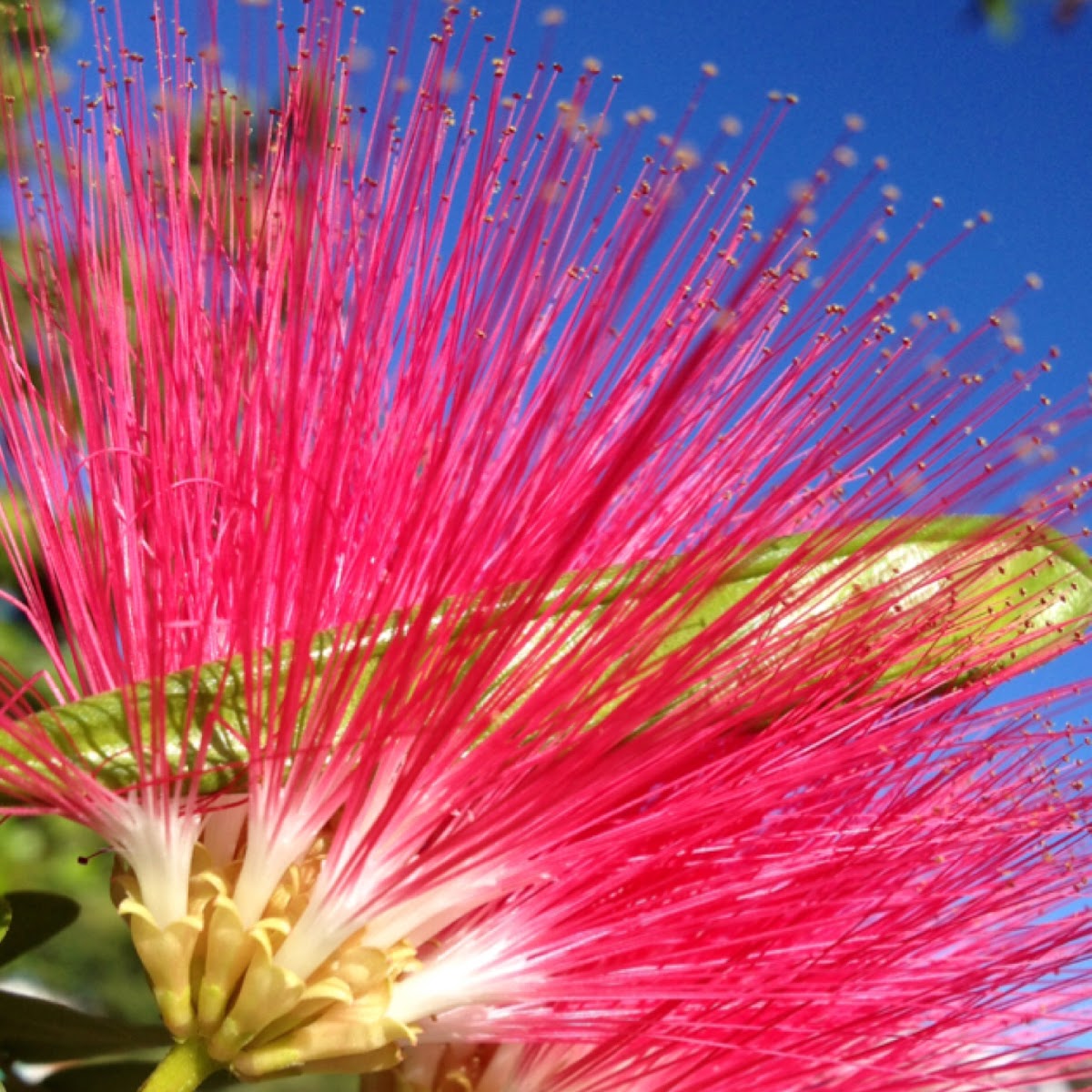 Persian Silk Tree