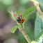 Milkweed Leaf Beetle