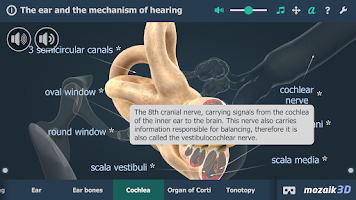 The mechanism of hearing 3D Screenshot
