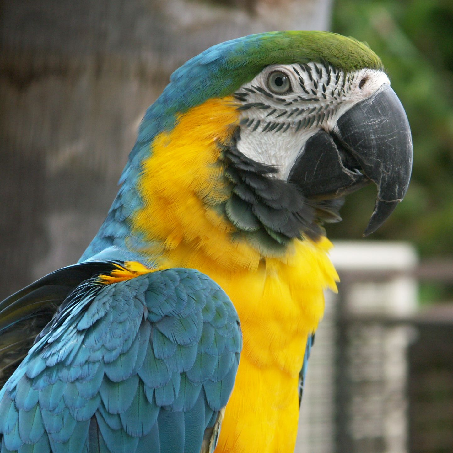 A beautiful parrot.