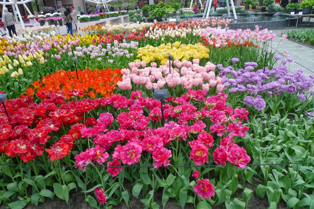 Голландия - весна! Прекрасные воспоминания!