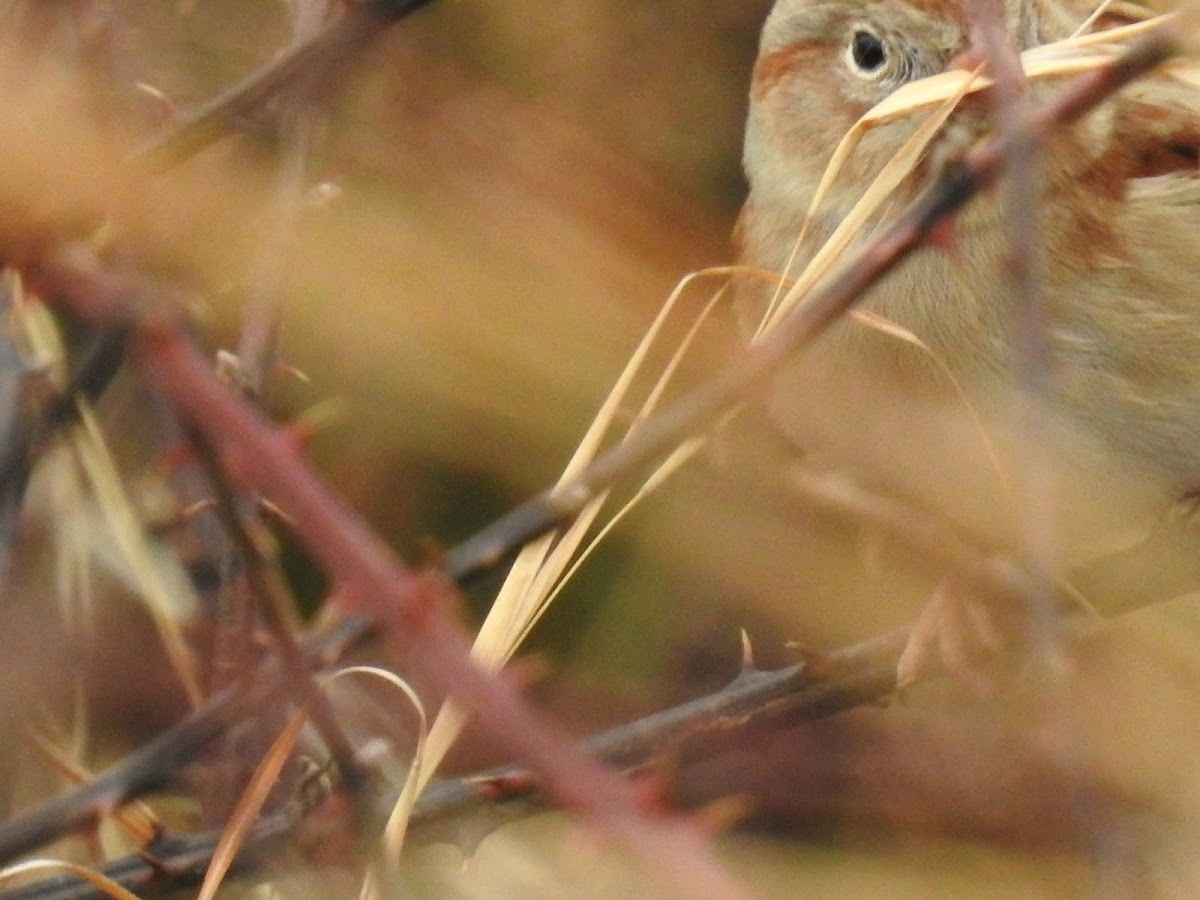 Field Sparrow