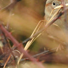 Field Sparrow