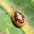 Shield bug nymph