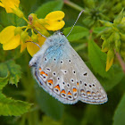 Common blue