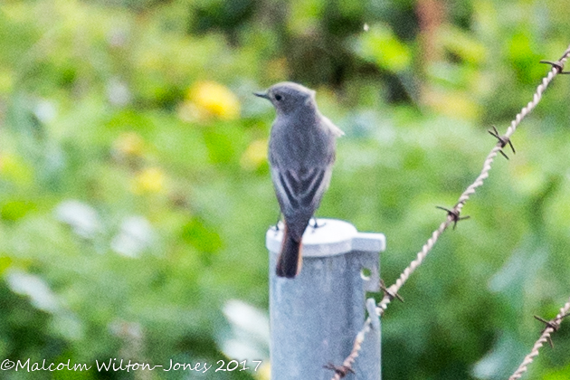 Black Redstart; Colirrojo Tizón