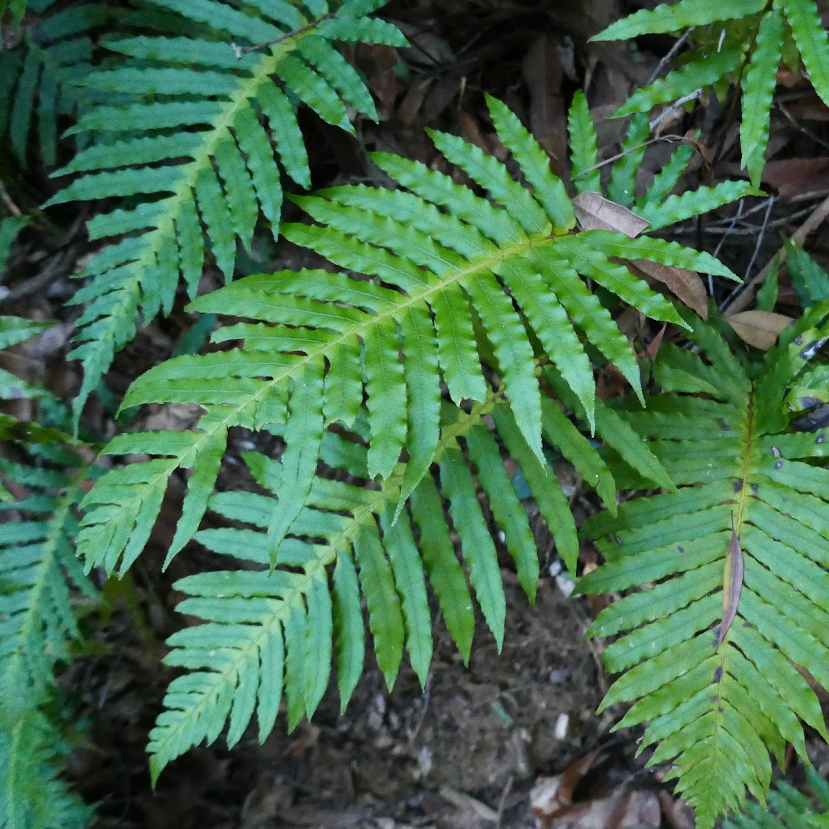 Gristle Fern