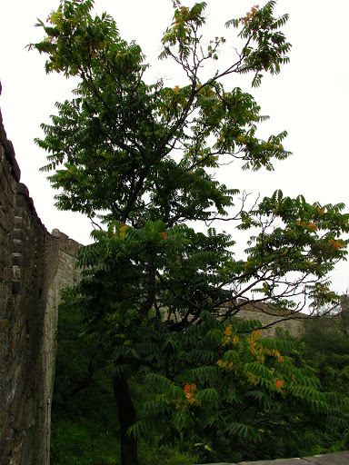 The Great Wall Beijing China 2014