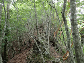 左に踏み跡が続く