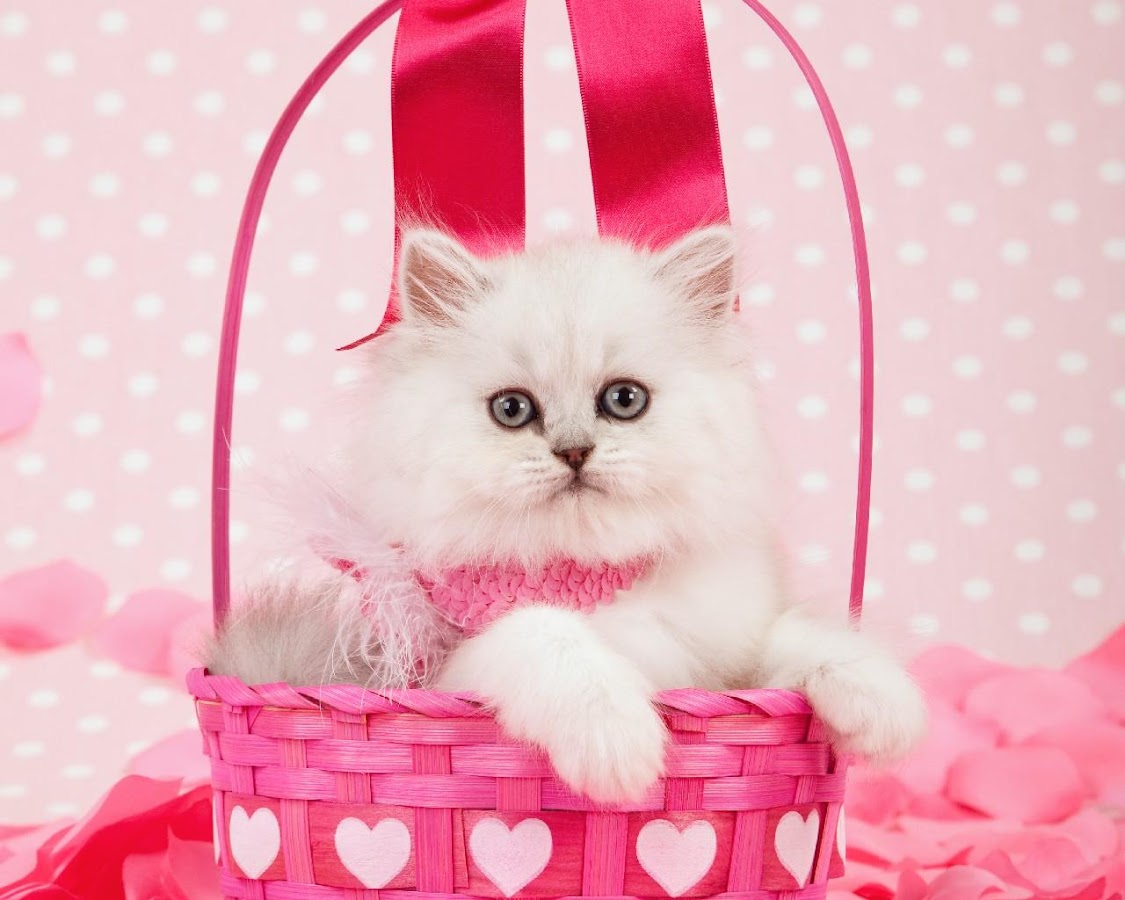 Koleksi Gambar Kartun Kucing Pink Phontekno