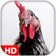 Download Rooster sounds and alarm For PC Windows and Mac 1.0