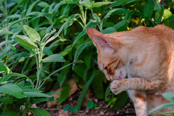 Igiene felina di Iolanda Pompilio