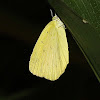 Common Grass Yellow