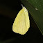 Common Grass Yellow