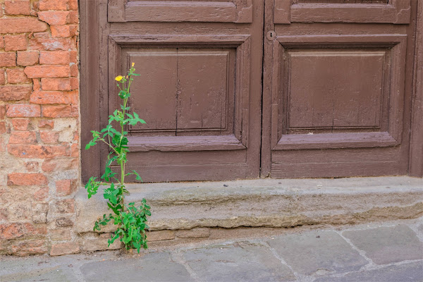 Fiore cittadino di AndreaCio