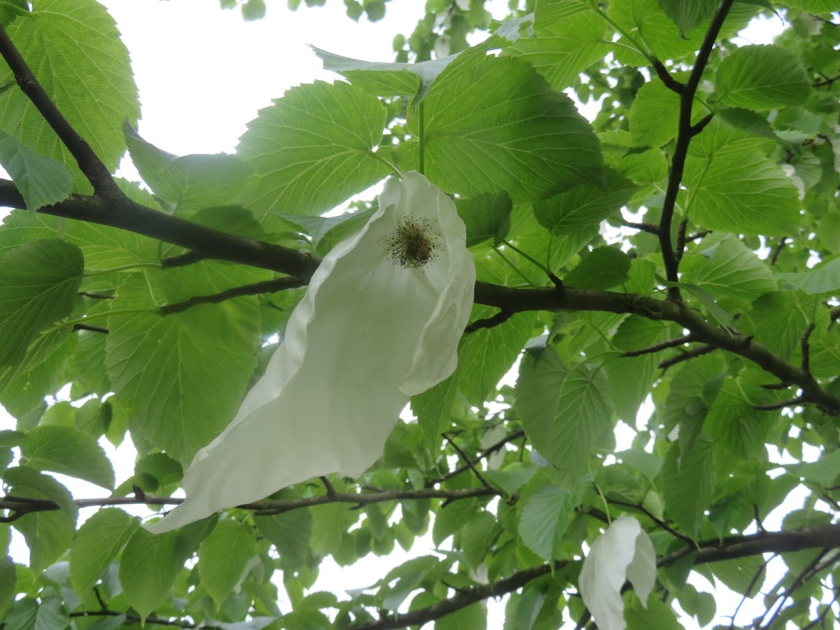 Handkerchief Tree