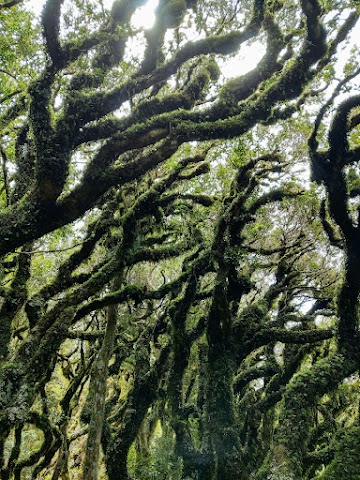 Wilkies Pools Goblin Forest