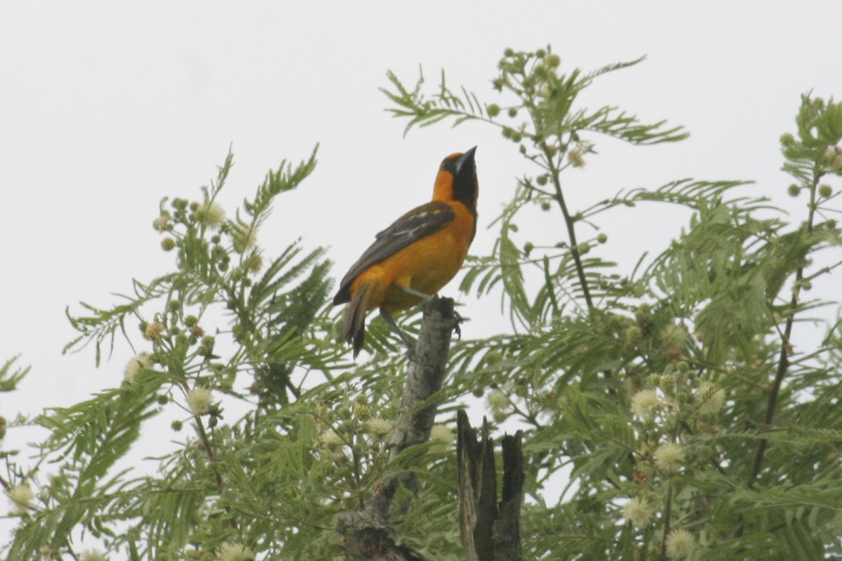 Hooded Oriole