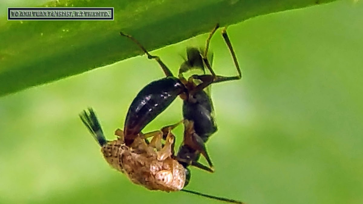 Planthopper parasitoid Wasp