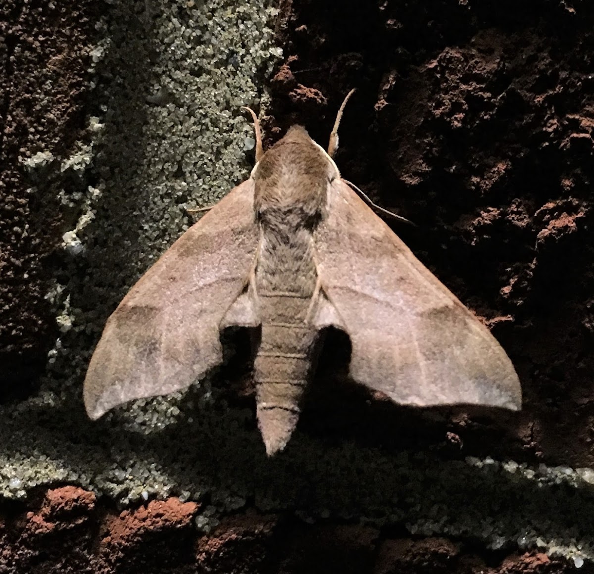 Virginia Creeper Sphinx Moth