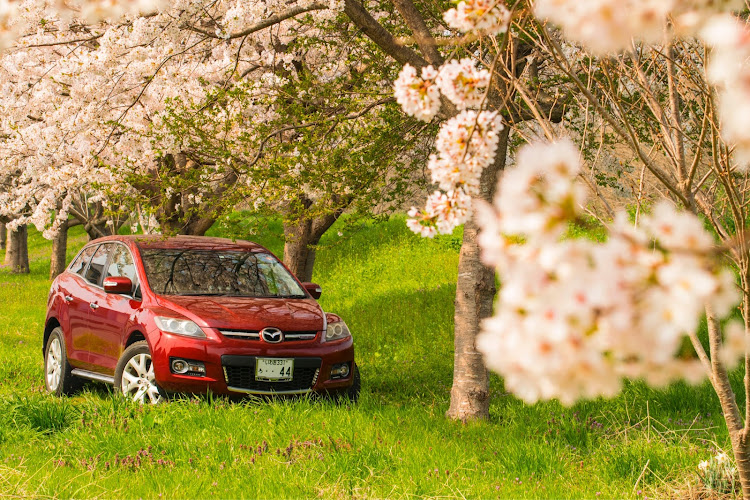 CX-7の目指せPickUpCars・過去の桜・オランダ風建物・動画も作ります・ホラー映画に関するカスタム事例の投稿画像1枚目