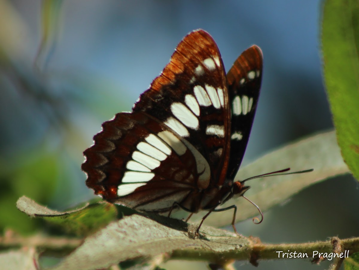 Lorquin's Admiral