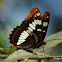 Lorquin's Admiral