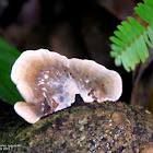 Mushroom #7