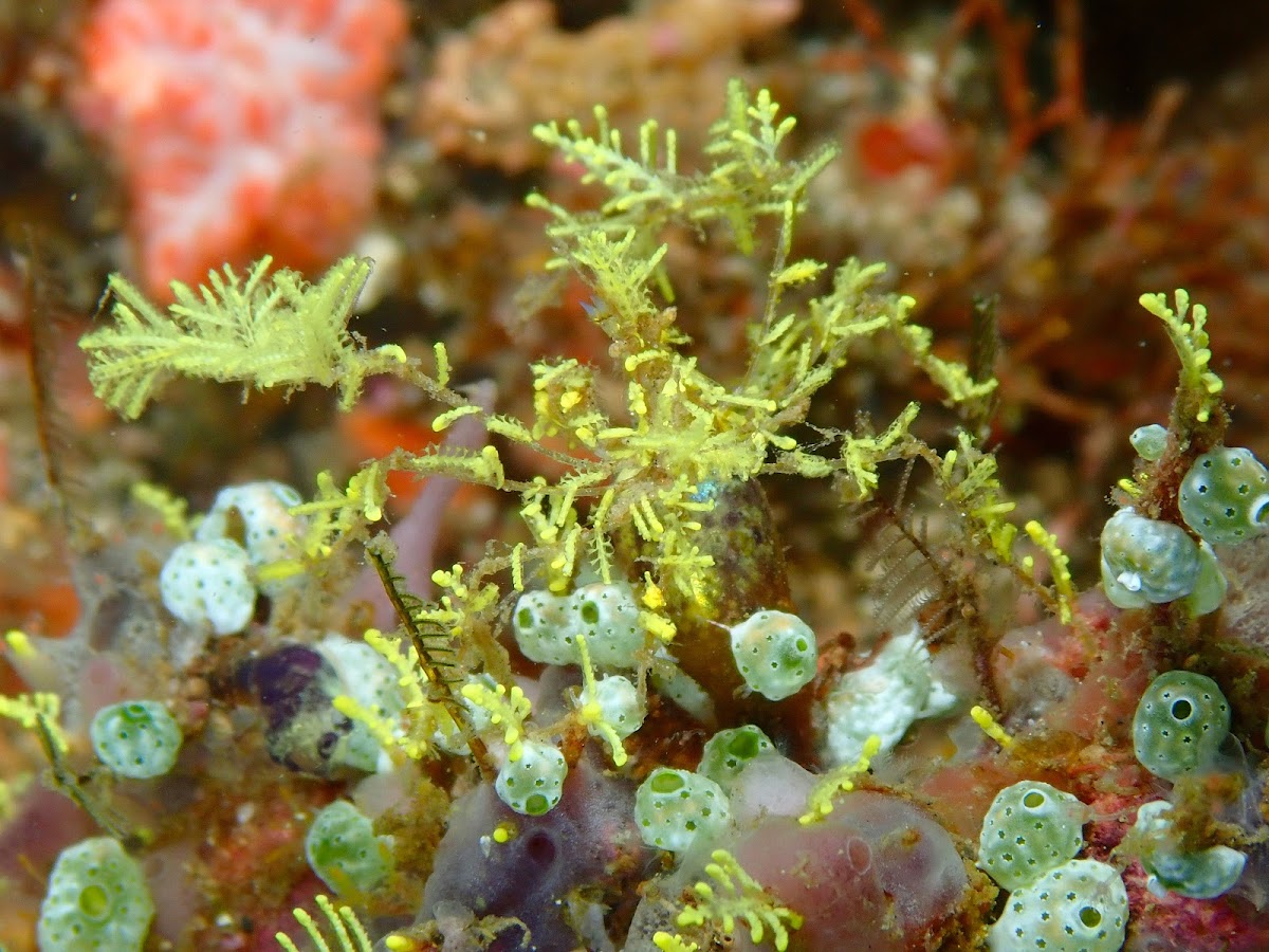 Decorator Crab