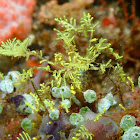 Decorator Crab